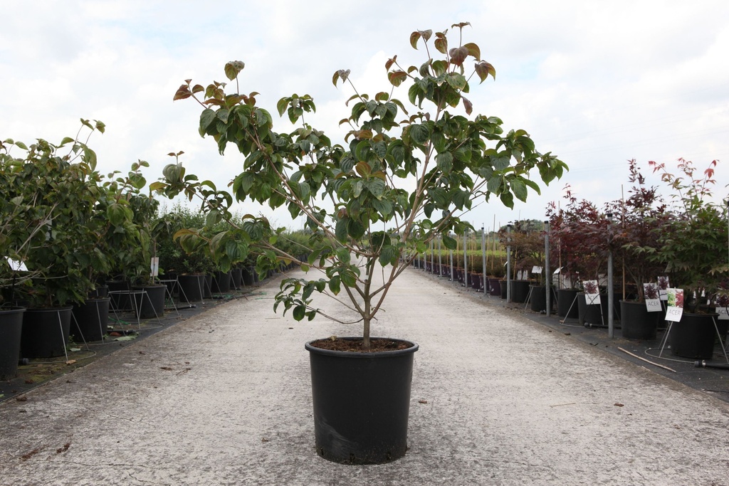 Cornus kousa 'Satomi' cont. 25L 125-150 cm +p