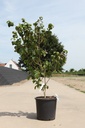 Cornus kousa 'Satomi' cont. 25L 125-150 cm +f