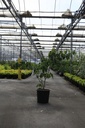 Cornus kousa 'Schmetterling' cont. 18L 125/+ cm