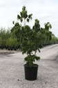 Cornus kousa 'Schmetterling' cont. 25L 125-150 cm +ф