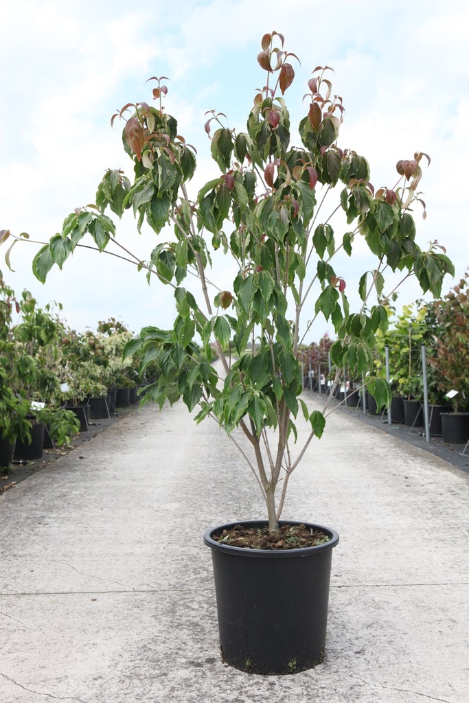 Cornus kousa 'Teutonia' cont. 25L 150/+ cm +B