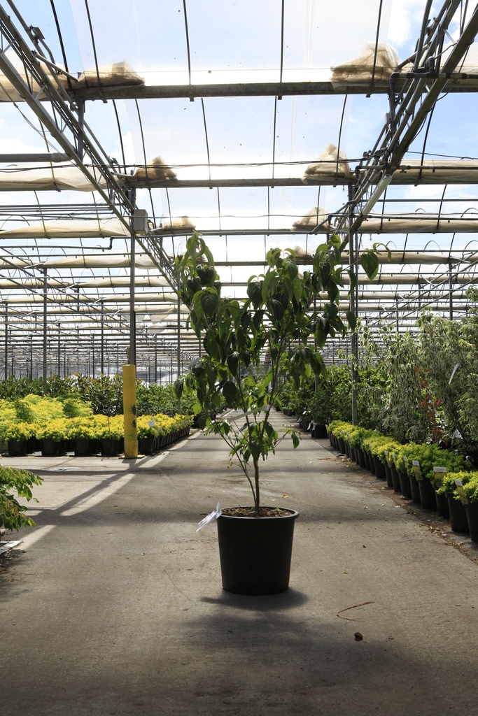 Cornus kousa 'Teutonia' cont. 25L 150/+ cm +p