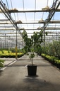 Cornus kousa 'Teutonia' cont. 25L 150/+ cm +p