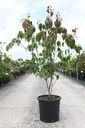 Cornus kousa 'Teutonia' cont. 25L 150-175 cm +f