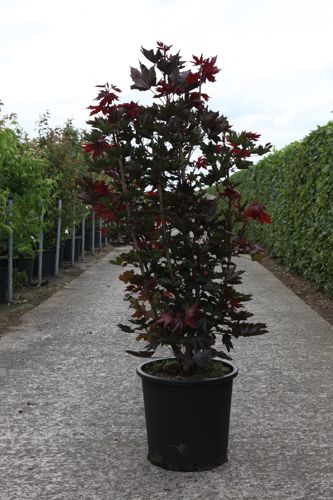 [P] Acer platanoides 'Crimson Sentry' cont. 25L 150/+ cm