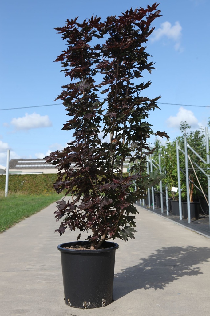 [P] Acer platanoides 'Crimson Sentry' cont. 25L 150/+ cm