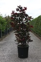 Acer platanoides 'Crimson Sentry' cont. 25L 150/+ cm