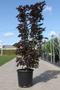 Acer platanoides 'Crimson Sentry' cont. 25L 150/+ cm