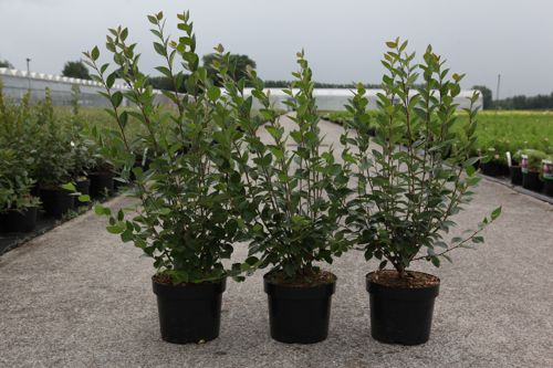 [P] Cotoneaster lucidus cont. 10L 80-100 cm