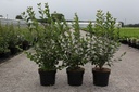 Cotoneaster lucidus cont. 10L 80-100 cm