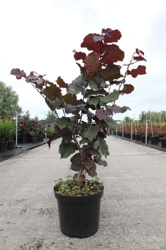 [P] Corylus maxima 'Purpurea' cont. 7,5L 80-100 cm +ф