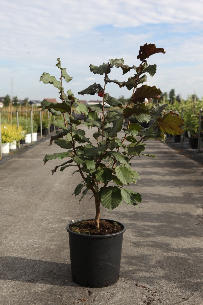 [P] Corylus maxima 'Purpurea' cont. 7,5L 80-100 cm +ф