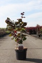 Corylus maxima 'Purpurea' cont. 7,5L 80-100 cm +B