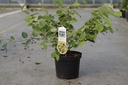 Corylopsis pauciflora cont. 3,5L 30-40 cm +f