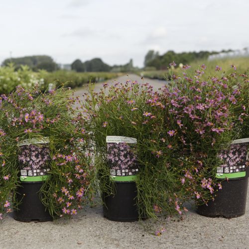 Coreopsis rosea 'American Dream' cont. 3,6L +B