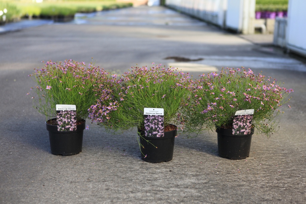 Coreopsis rosea 'American Dream' cont. 3,6L +f