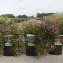 Coreopsis rosea 'American Dream' cont. 3,6L +ф