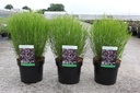 Coreopsis rosea 'American Dream' cont. 3,6L +f