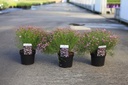 Coreopsis rosea 'American Dream' cont. 3,6L +f