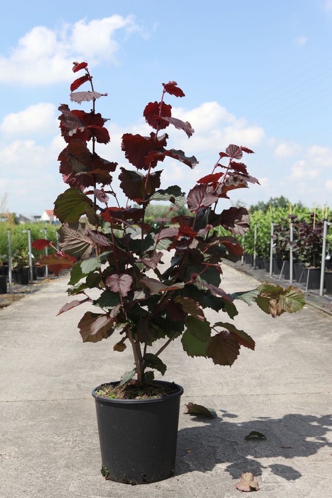 [P] Corylus 'Rode Zellernoot' cont. 12L 80/+ cm +B