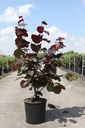 Corylus 'Rode Zellernoot' Kont. 12L 80/+ cm +B