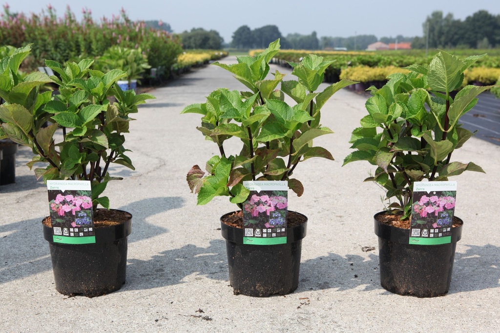 Hydrangea macrophylla 'Zorro' (PBR) cont. 3,6L 25-30 cm +B