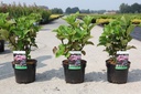 Hydrangea macrophylla 'Zorro' (PBR) cont. 3,6L 25-30 cm +ф