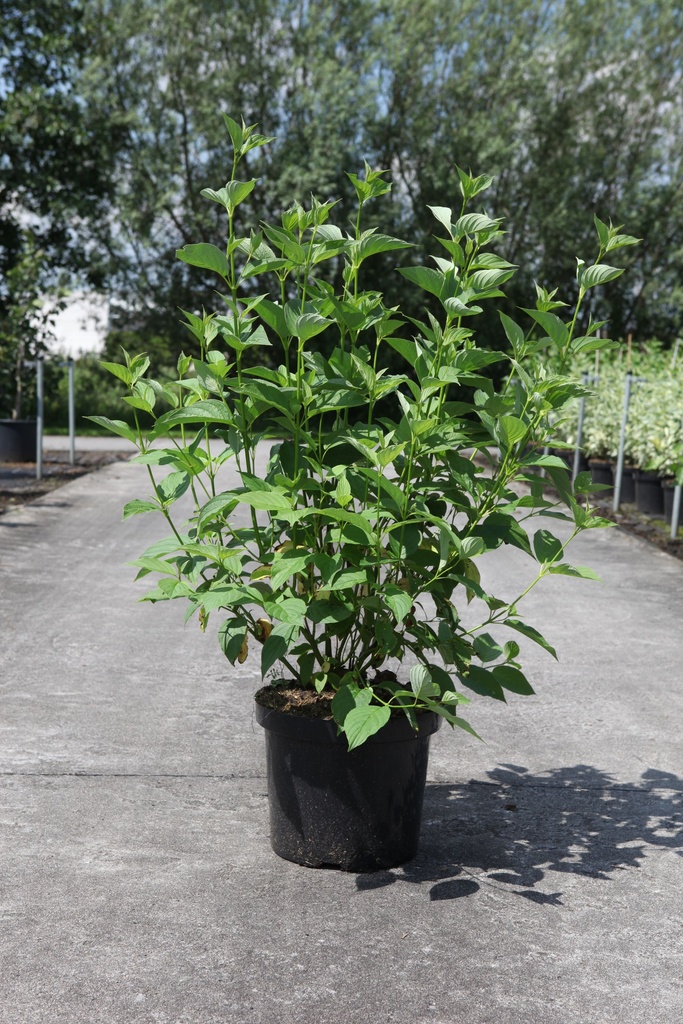 Cornus sericea 'Budd's Yellow' cont. 10L 80-100 cm +f