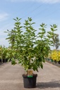 Cornus sericea 'Budd's Yellow' cont. 10L 80-100 cm +B