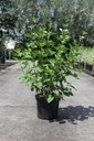 Cornus sericea 'Budd's Yellow' cont. 10L 80-100 cm +f