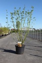 Cornus sericea 'Budd's Yellow' cont. 10L 80-100 cm +p