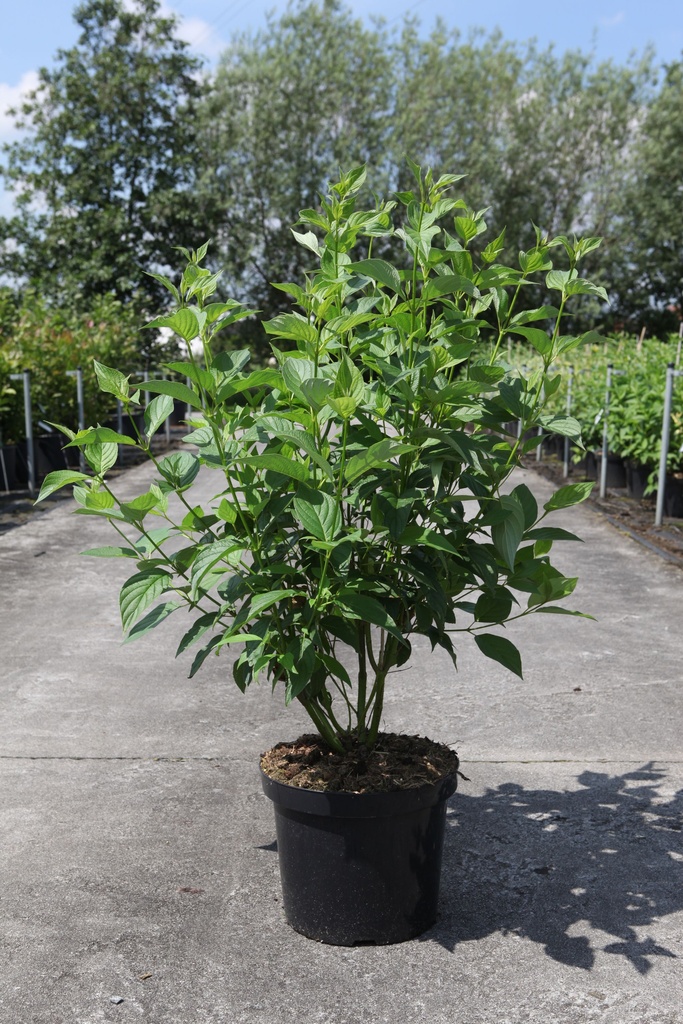 Cornus sericea 'Flaviramea' cont. 10L 100/+ cm +ф