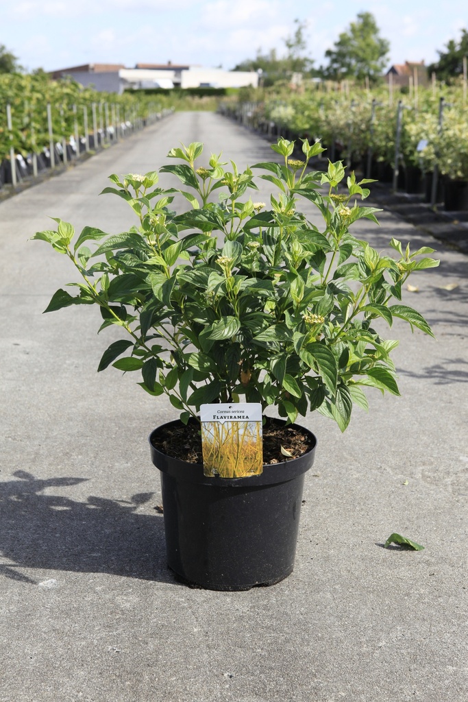 [P] Cornus sericea 'Flaviramea' cont. 10L 100/+ cm +ф