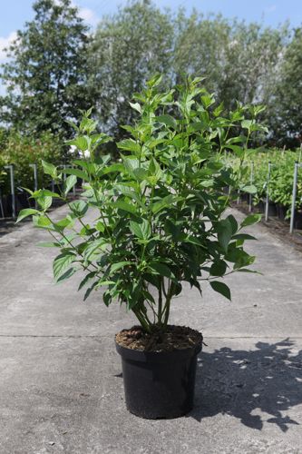 Cornus sericea 'Flaviramea' cont. 10L 100/+ cm +p