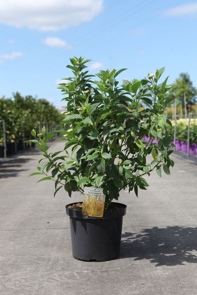 Cornus sericea 'Flaviramea' cont. 10L 100/+ cm +p