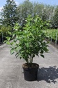 Cornus sericea 'Flaviramea' cont. 10L 100/+ cm +ф