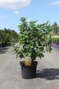 Cornus sericea 'Flaviramea' cont. 10L 100/+ cm +p
