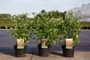 Cornus sericea 'Flaviramea' cont. 3,6L 60-80 cm +ф