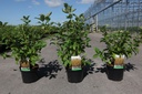 Cornus sericea 'Flaviramea' cont. 3,6L 60-80 cm +f