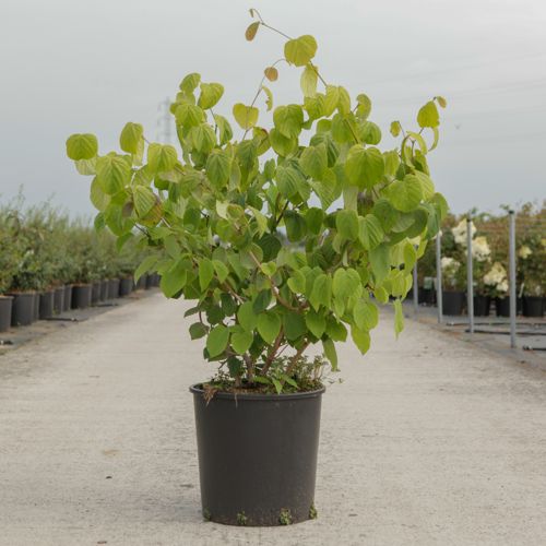 Corylopsis spicata cont. 18L 100-125 cm +ф