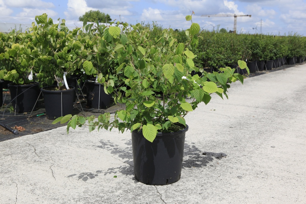 [P] Corylopsis spicata cont. 18L 100-125 cm +ф