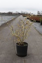 Corylopsis spicata cont. 18L 100-125 cm +f
