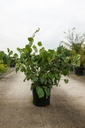 Corylopsis spicata cont. 18L 100-125 cm +p
