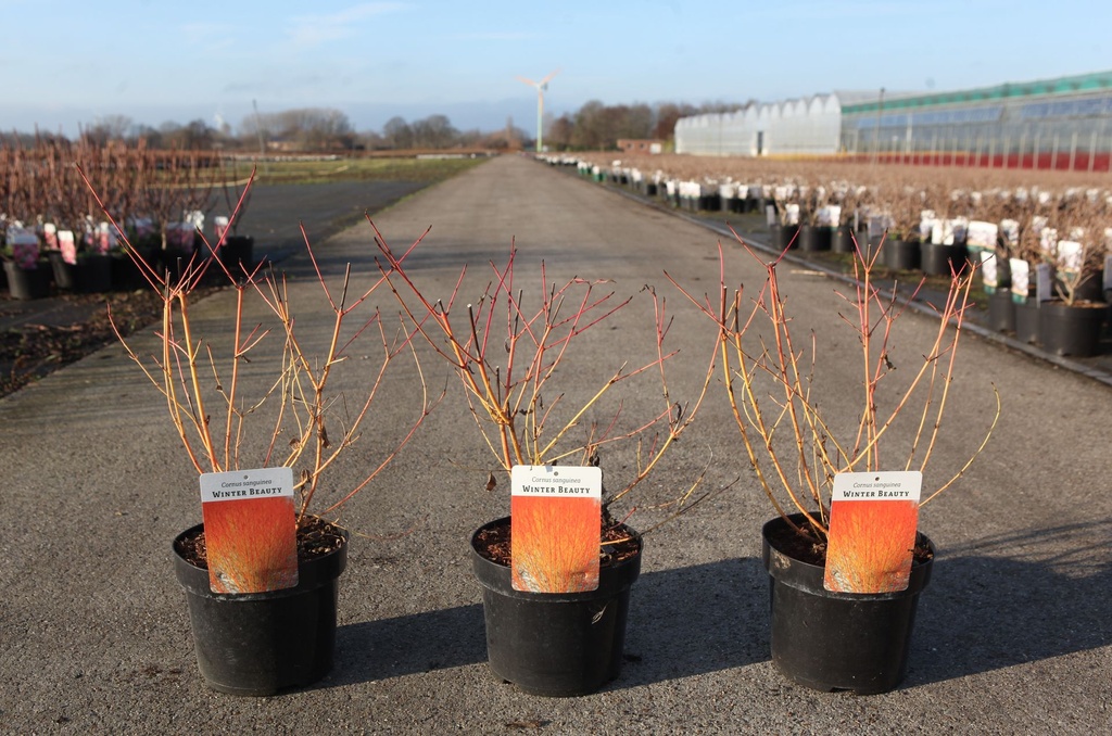 Cornus sanguinea 'Winter Beauty' cont. 3,6L 40/+ cm +p