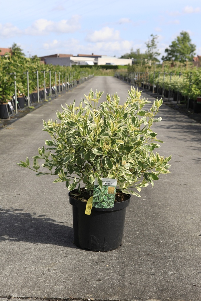 [P] Cornus sericea 'White Gold' cont. 10L 80-100 cm +ф
