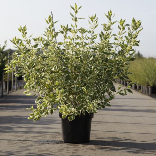 [P] Cornus sericea 'White Gold' cont. 10L 80-100 cm +B