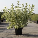 Cornus sericea 'White Gold' cont. 10L 80-100 cm +ф
