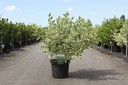 Cornus sericea 'White Gold' cont. 10L 80-100 cm +p