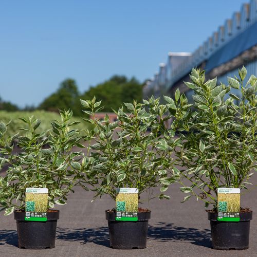 Cornus sericea 'White Gold' cont. 3,6L 50-60 cm +ф