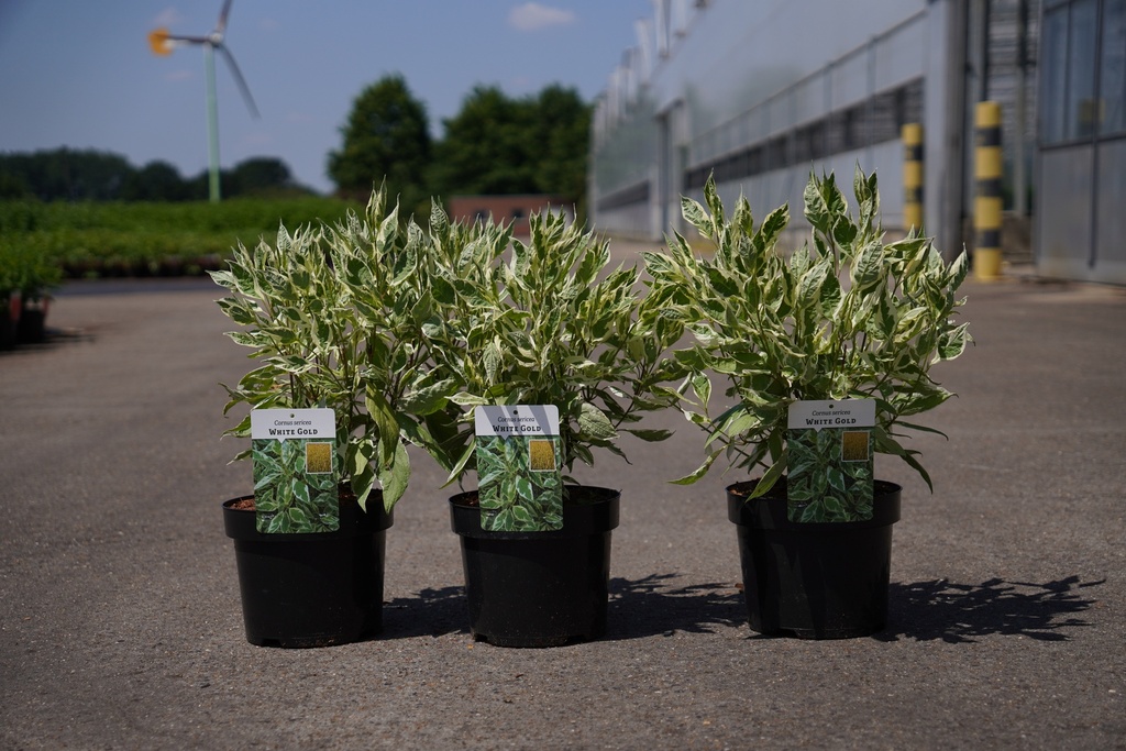 [P] Cornus sericea 'White Gold' cont. 3,6L 50-60 cm +p